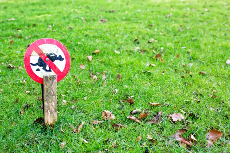 Dogs and Lawns
